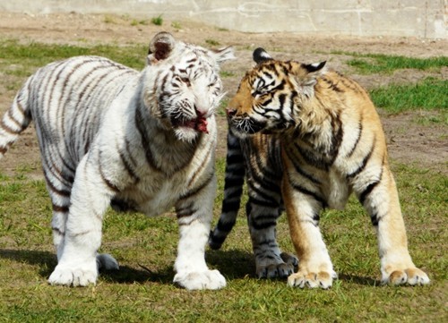Zoo Safari