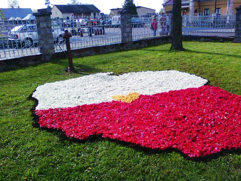 Tysiące tulipanów w Spycimierzu