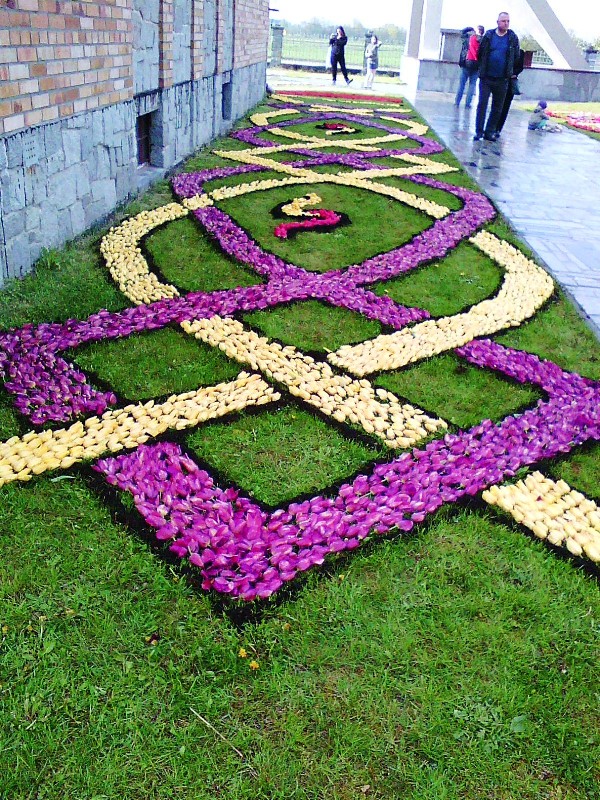 Tysiące tulipanów w Spycimierzu
