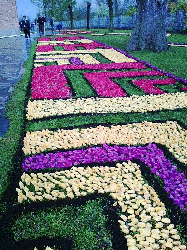Tysiące tulipanów w Spycimierzu