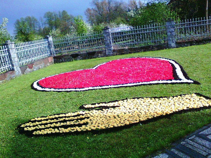 Tysiące tulipanów w Spycimierzu