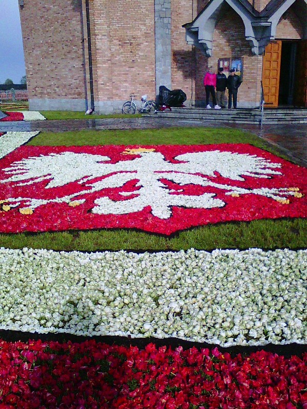 Tysiące tulipanów w Spycimierzu