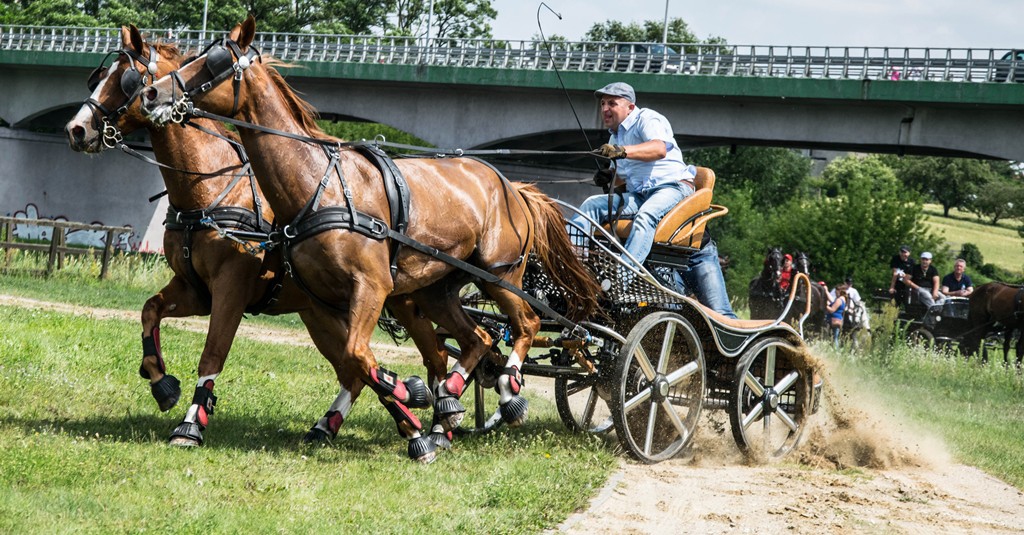zawody w powożeniu zaprzęgami