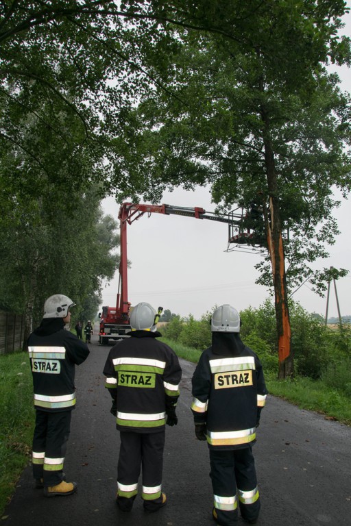 Usuwali drzewo, w które uderzył piorun