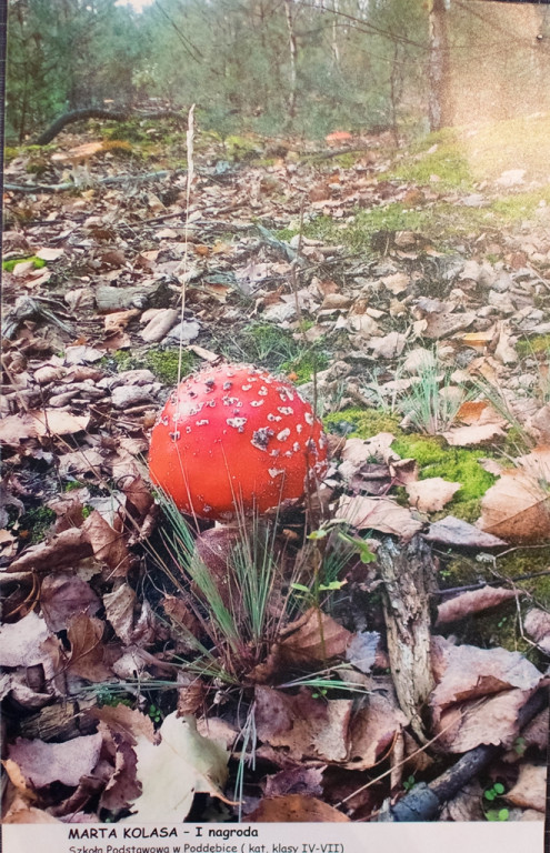 Nagrodzeni w konkursach powiatowych