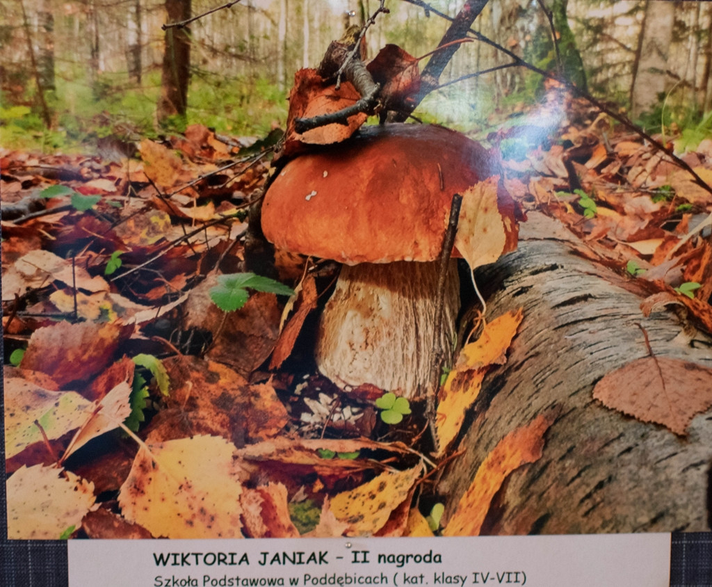 Nagrodzeni w konkursach powiatowych