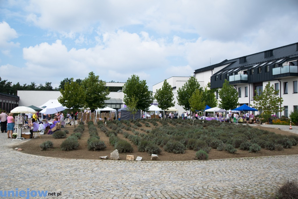 V Festiwal Lawendy