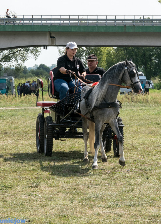 V zawody w powożeniu