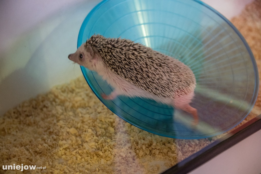 Dzień Milusińskich 2019