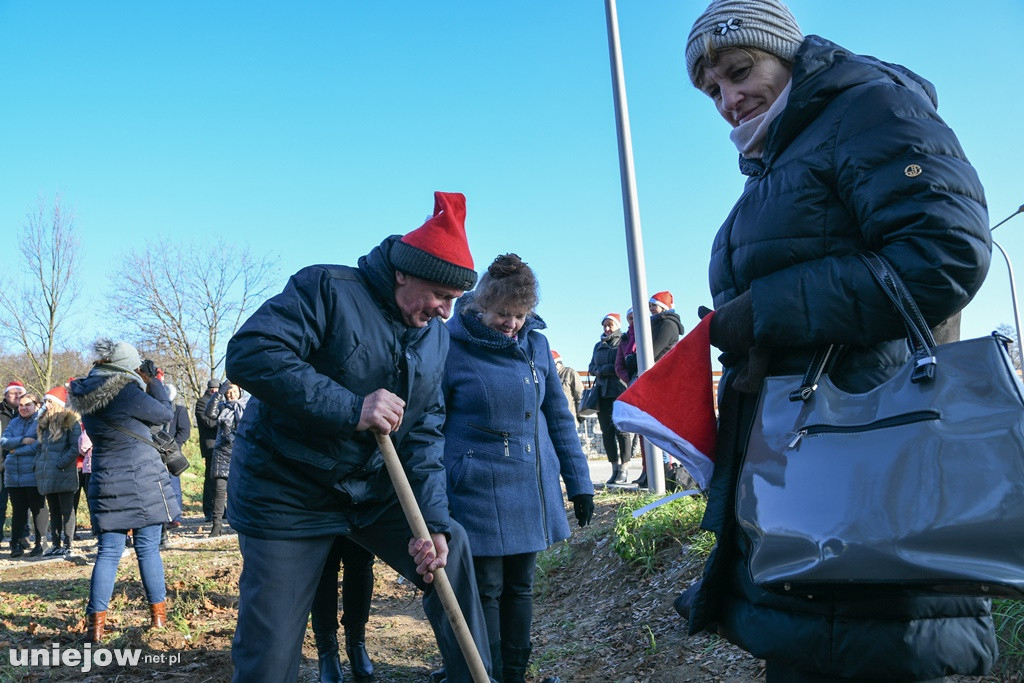 Posadzili swoje drzewka