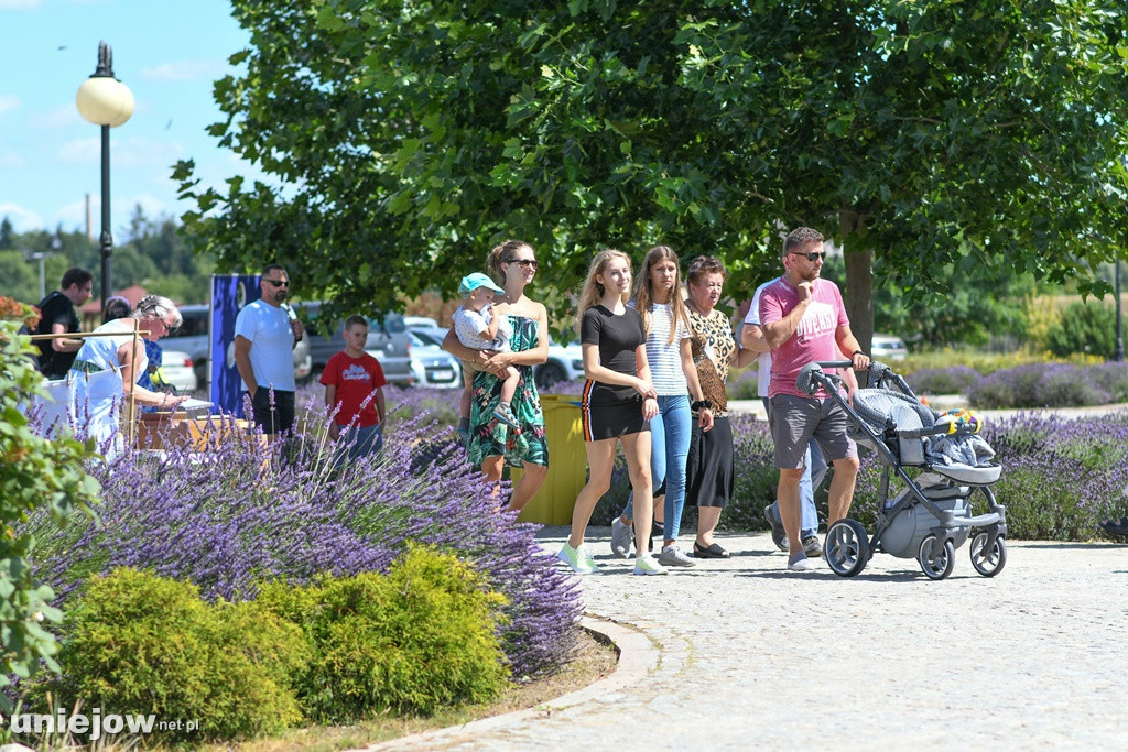 VII Festiwal Lawendy