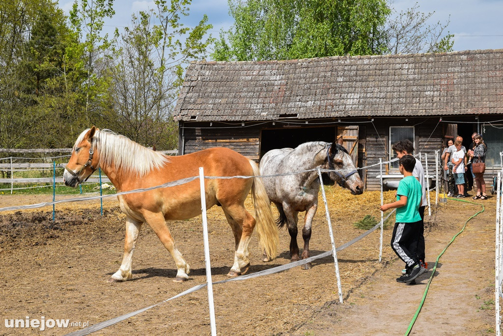 Majówka w Ktosiowie wśród koni