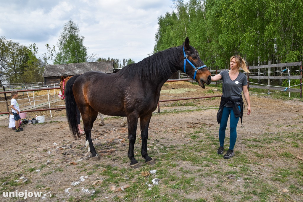Majówka w Ktosiowie wśród koni