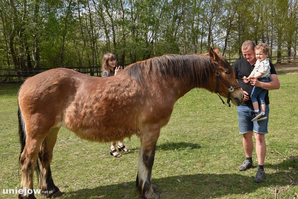 Majówka w Ktosiowie wśród koni
