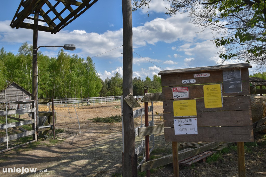 Majówka w Ktosiowie wśród koni