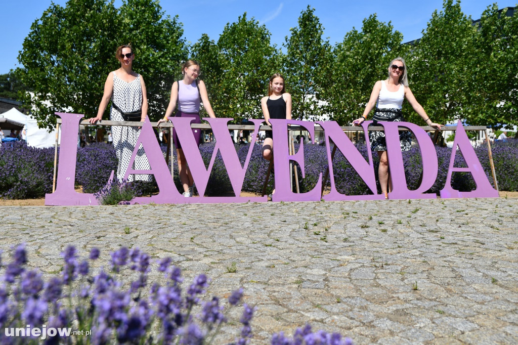 W Uniejowie rwa X Festiwal Lawendy