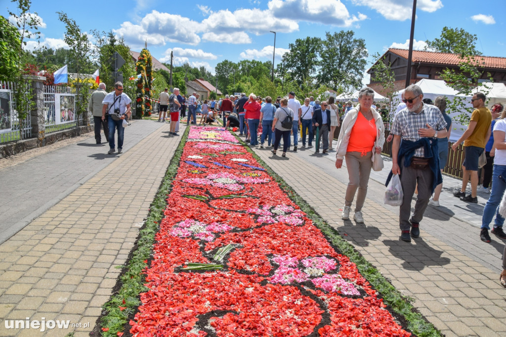 Tak powstają kwietne dywany w Spycimierzu