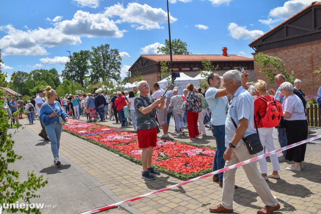 Tak powstają kwietne dywany w Spycimierzu