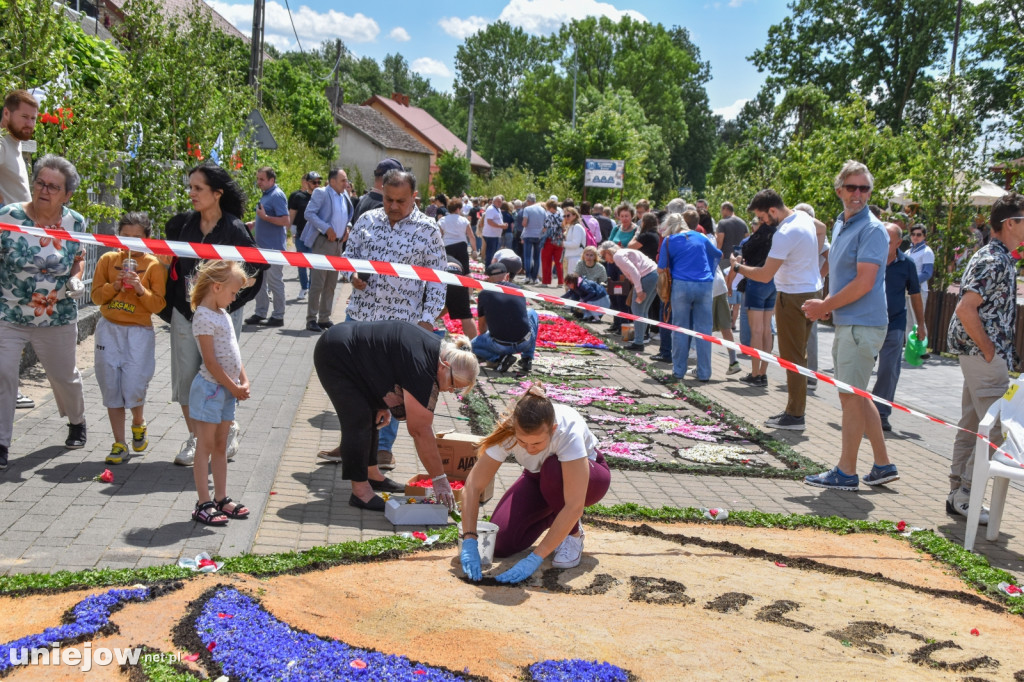 Tak powstają kwietne dywany w Spycimierzu