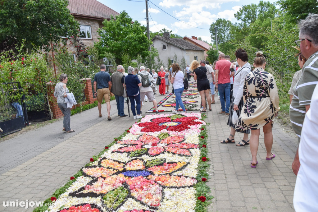 Tak powstają kwietne dywany w Spycimierzu