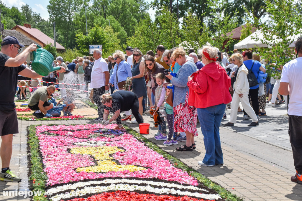 Tak powstają kwietne dywany w Spycimierzu