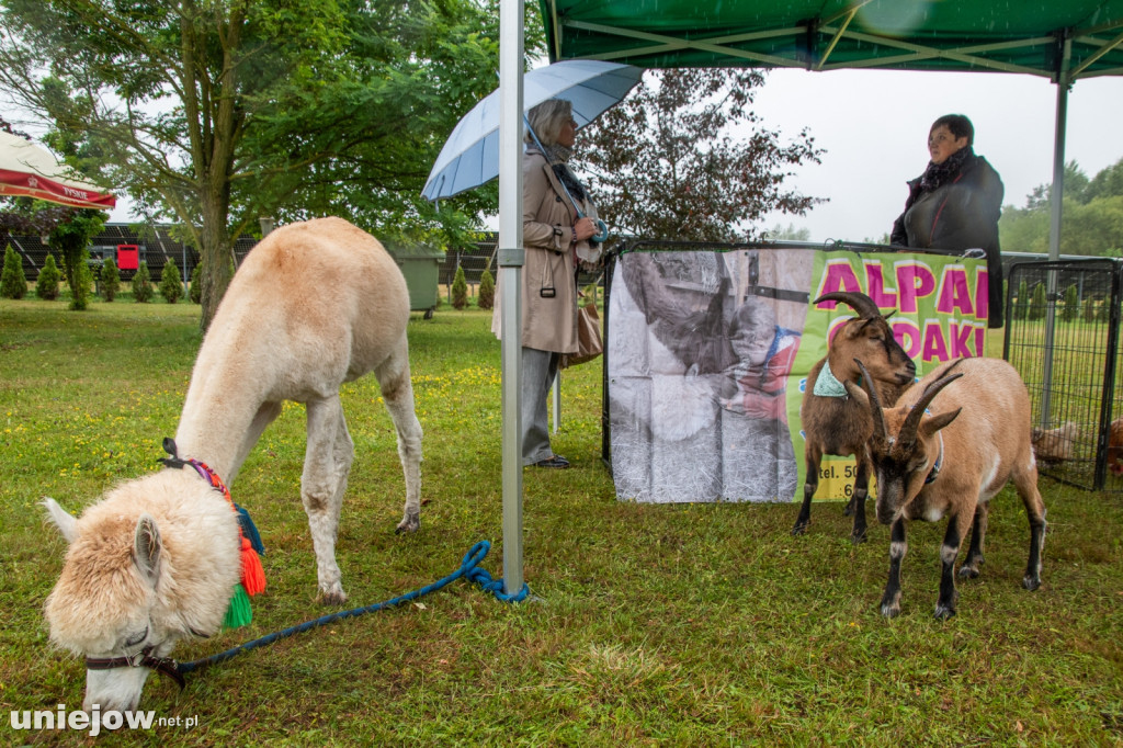 XII edycja Festiwalu Lawendy w Uniejowie