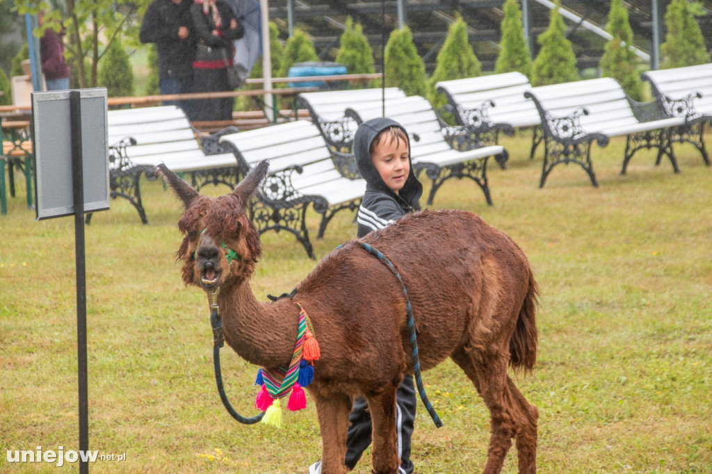 XII edycja Festiwalu Lawendy w Uniejowie