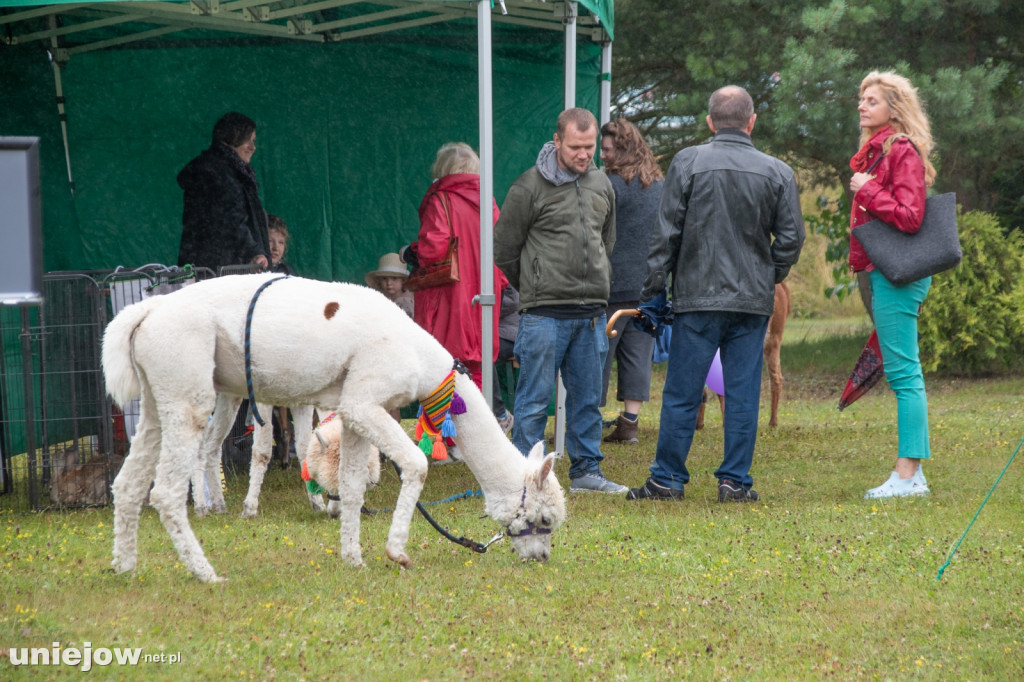 XII edycja Festiwalu Lawendy w Uniejowie