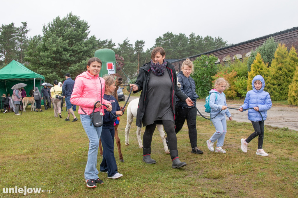 XII edycja Festiwalu Lawendy w Uniejowie