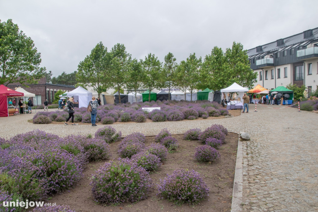 XII edycja Festiwalu Lawendy w Uniejowie