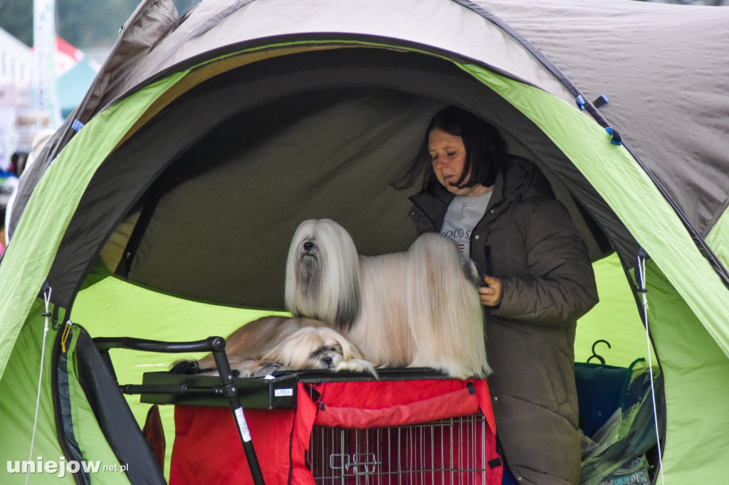 Międzynarodowa wystawa psów w Uniejowie