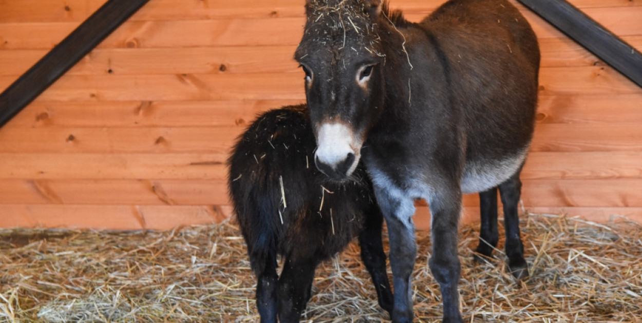 Żywa szopka w Zoo Borysew