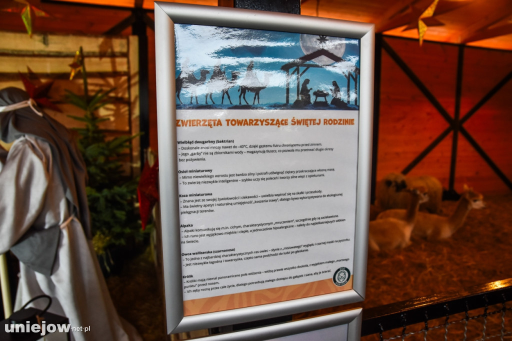 Żywa szopka w Zoo Borysew