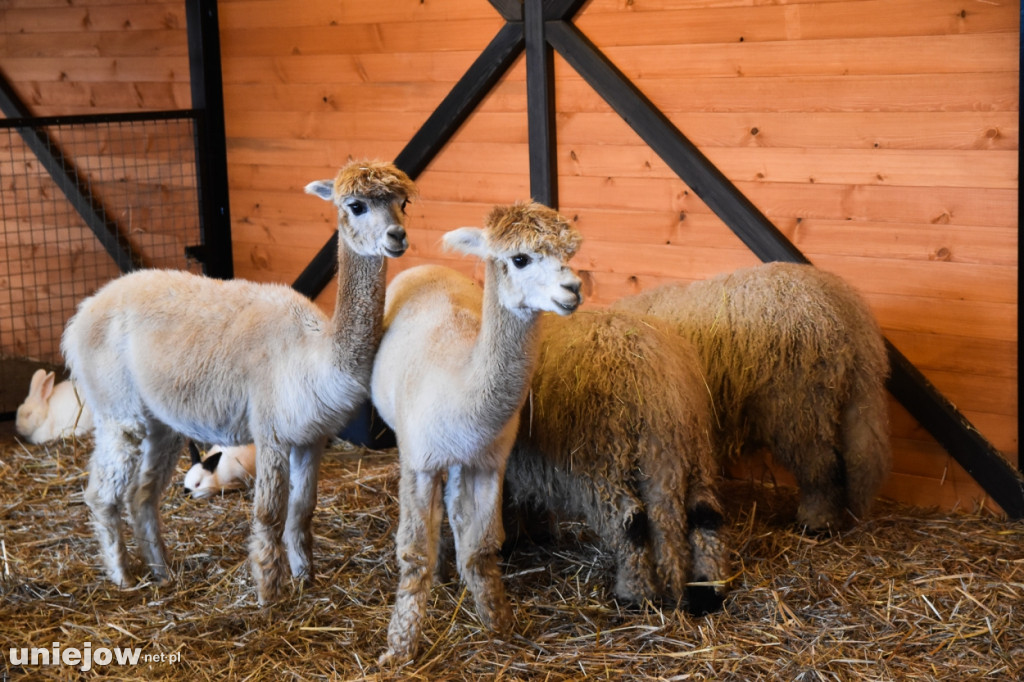 Żywa szopka w Zoo Borysew