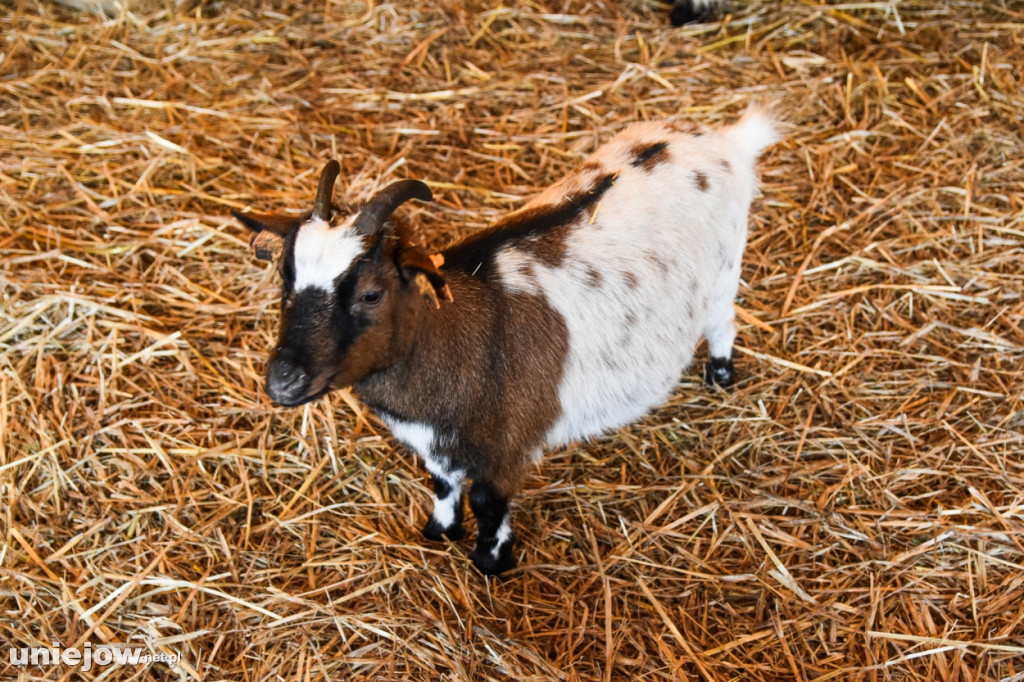 Żywa szopka w Zoo Borysew