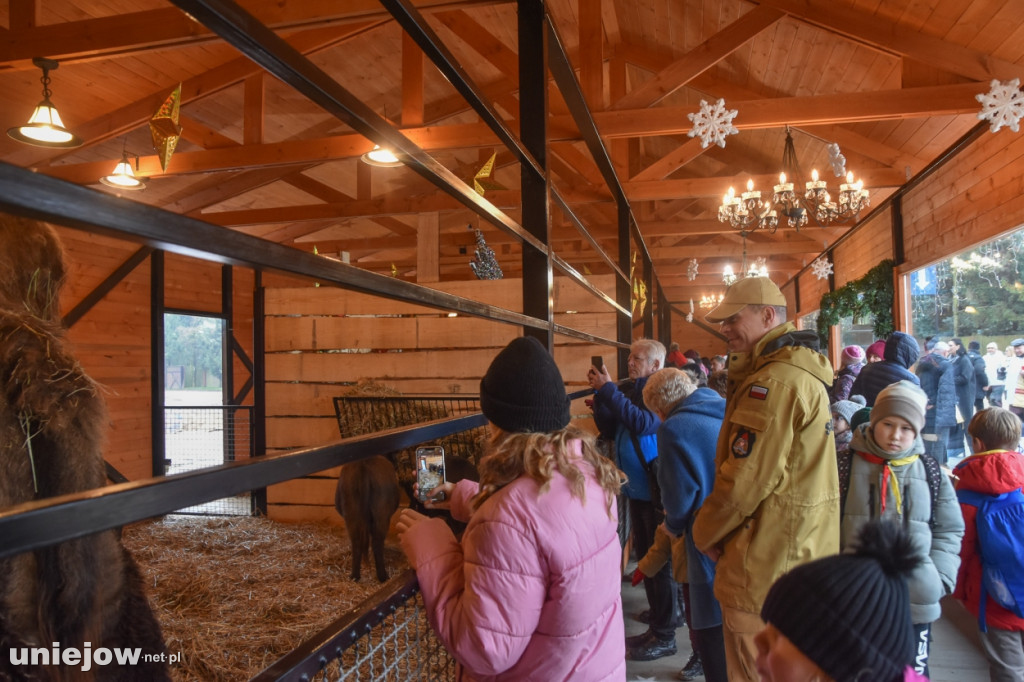 Żywa szopka w Zoo Borysew