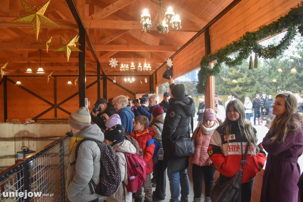 Żywa szopka w Zoo Borysew