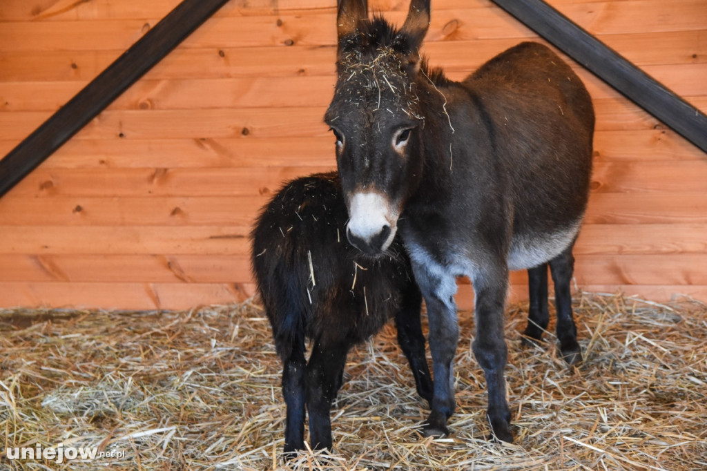 Żywa szopka w Zoo Borysew