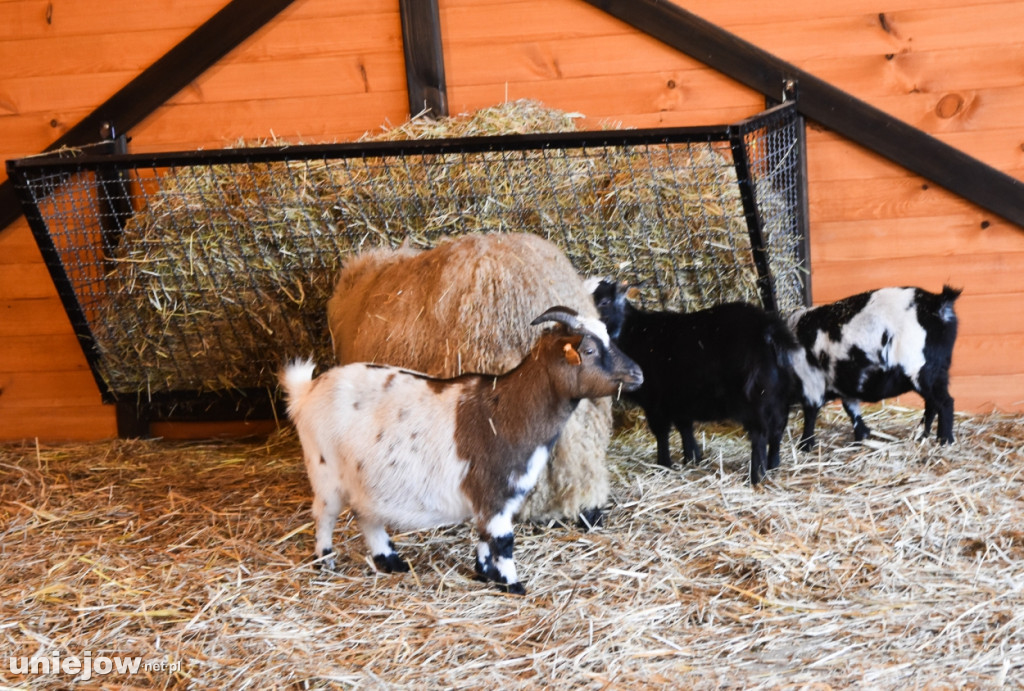 Żywa szopka w Zoo Borysew