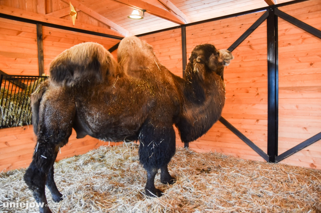 Żywa szopka w Zoo Borysew