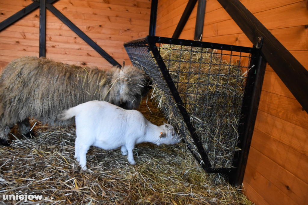 Żywa szopka w Zoo Borysew