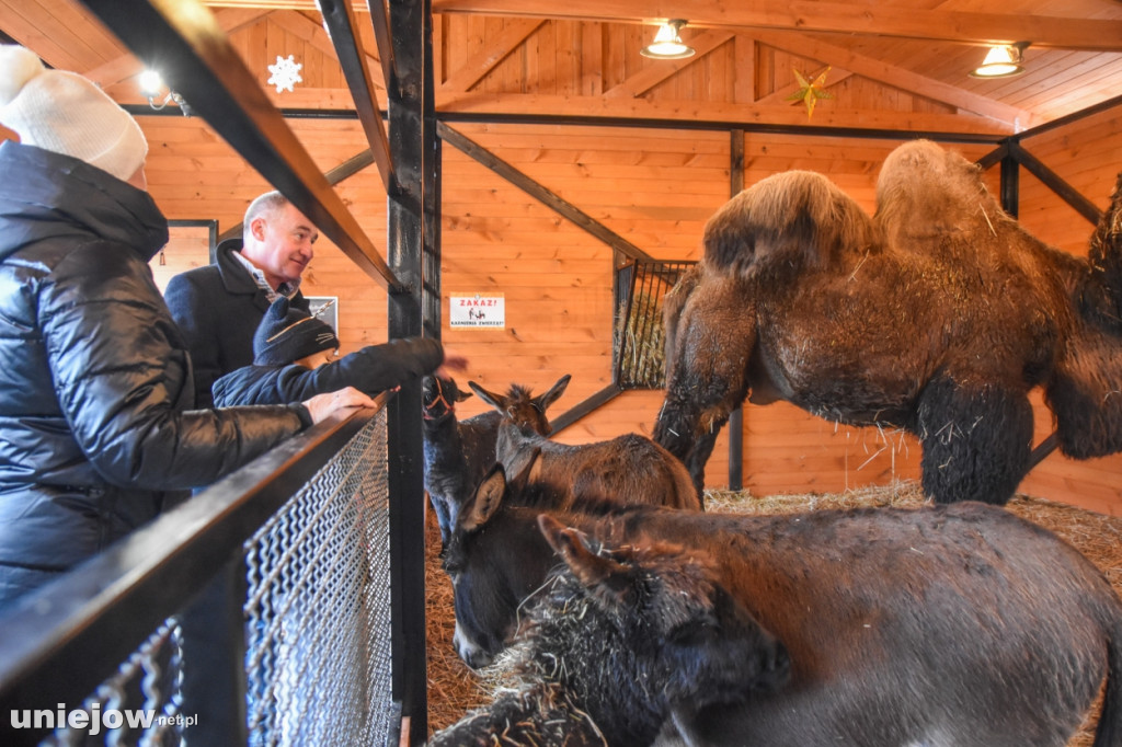 Żywa szopka w Zoo Borysew