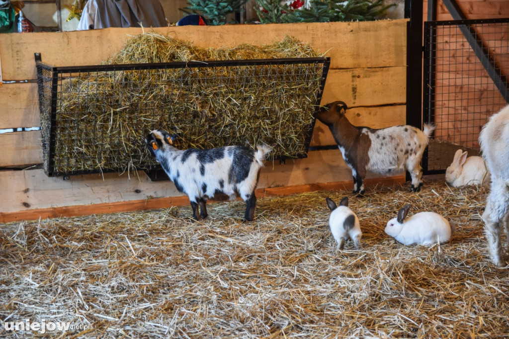 Żywa szopka w Zoo Borysew