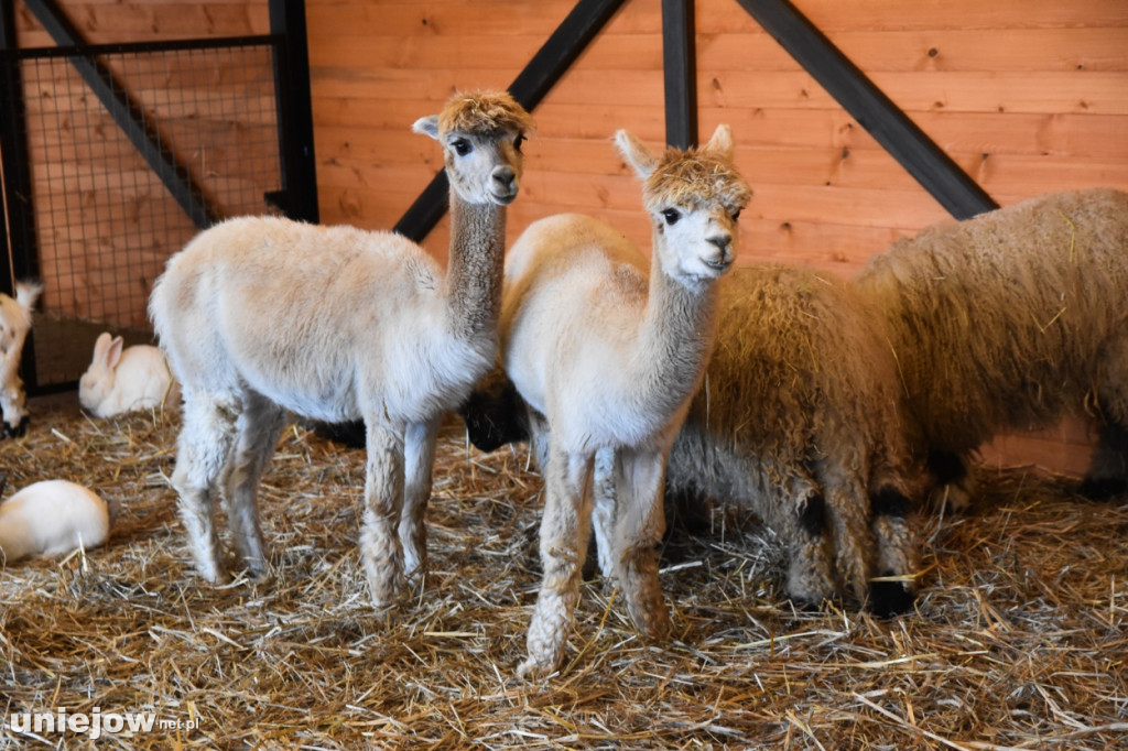 Żywa szopka w Zoo Borysew