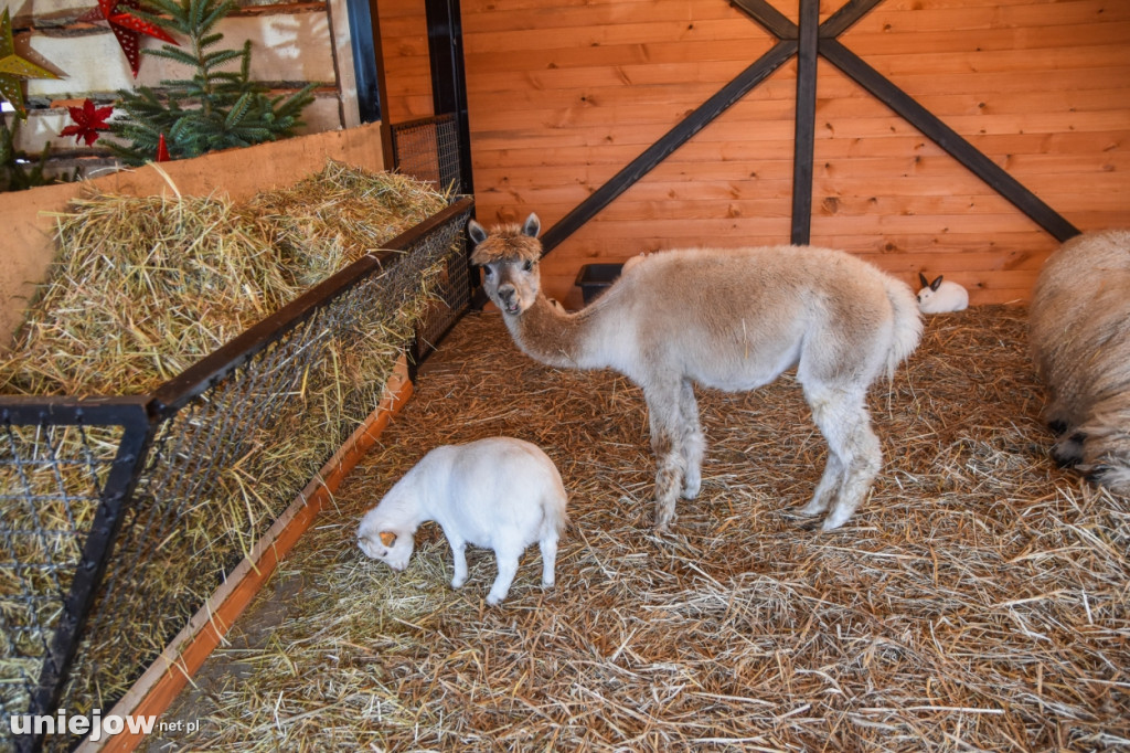 Żywa szopka w Zoo Borysew