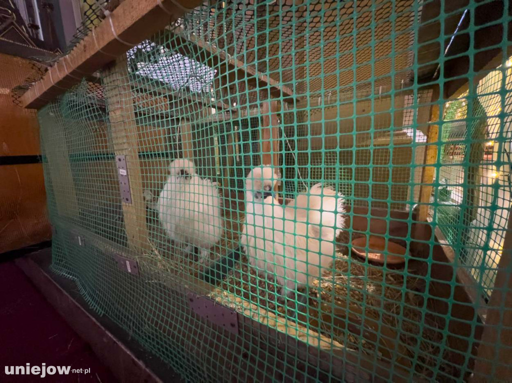 Jak wyglądają szopki betlejemskie w kościołach gminy Uniejów