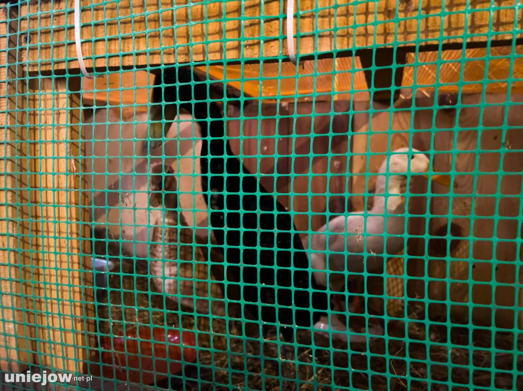 Jak wyglądają szopki betlejemskie w kościołach gminy Uniejów