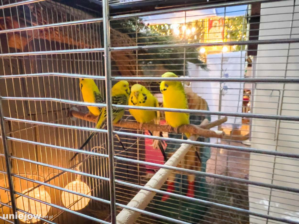 Jak wyglądają szopki betlejemskie w kościołach gminy Uniejów