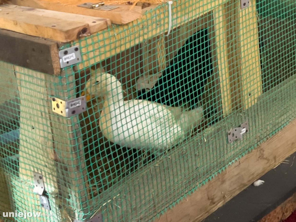 Jak wyglądają szopki betlejemskie w kościołach gminy Uniejów