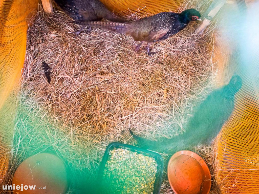 Jak wyglądają szopki betlejemskie w kościołach gminy Uniejów